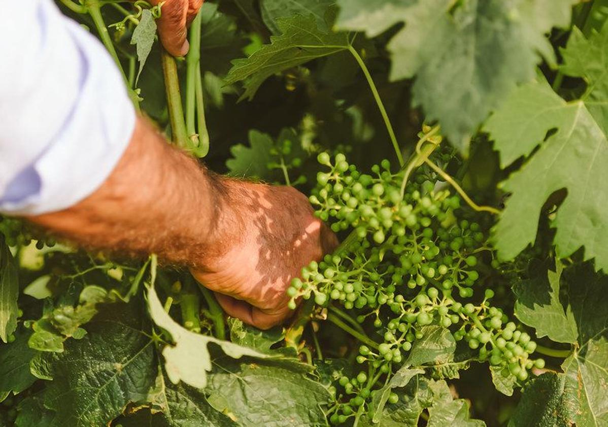 Imagen principal - El método único en España para hacer vino que solo se aplica en una bodega de Burgos