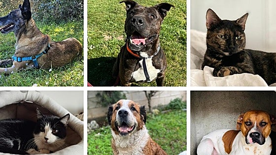 Estos son los animales que buscan un hogar en Burgos