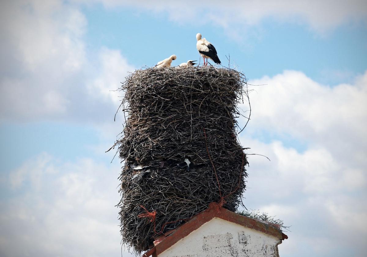 Imagen principal - El nido de cigüeña, o los tres nidos, y los mecanismos empleados para sujetar la torre, como echar hormigón en la base o colocar un cable. 
