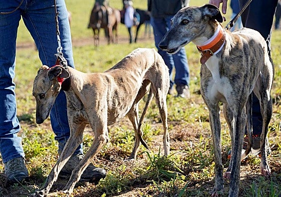 Competición de galgos en Castilla y León, en una imagen de archivo.