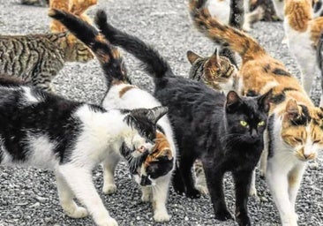 El Ayuntamiento de Aranda busca reducir la población de colonias felinas