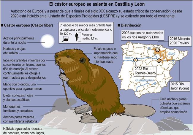 El castor europeo se asienta en Castilla y León.