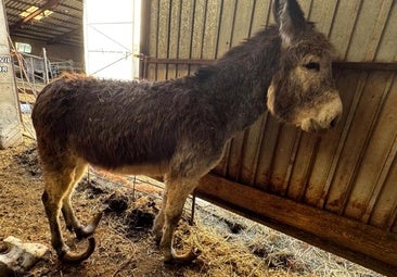 Horror en una granja de Burgos: burros heridos y animales entre heces