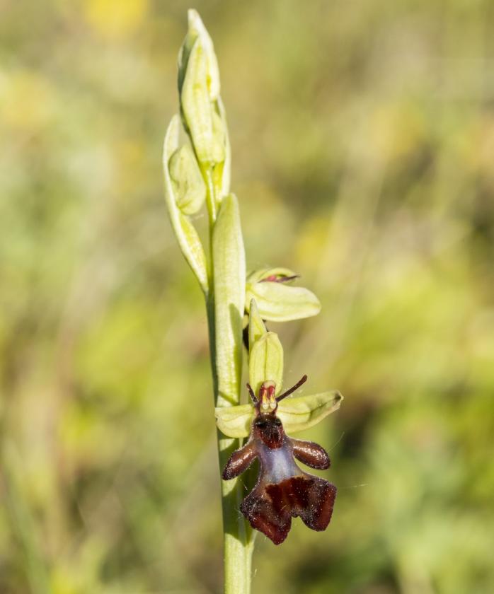Orquidea Ophrys insectifera.