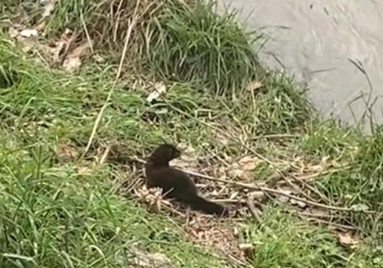 Un visón en la ribera del río Vena en Burgos.