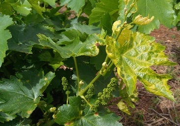 Las lluvias de primavera ponen en alerta a los viticultores frente al oídio y el mildiu