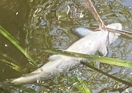 Pez muerto en el Arlanzón a la altura de Pampliega.