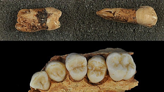 El grosor dental en Atapuerca revela una compleja herencia entre neandertales y humanos modernos