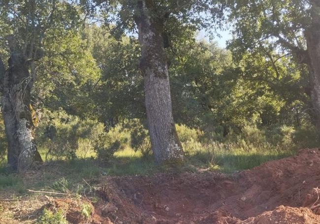 Tala de robles centenarios en Tolbaños de Abajo.