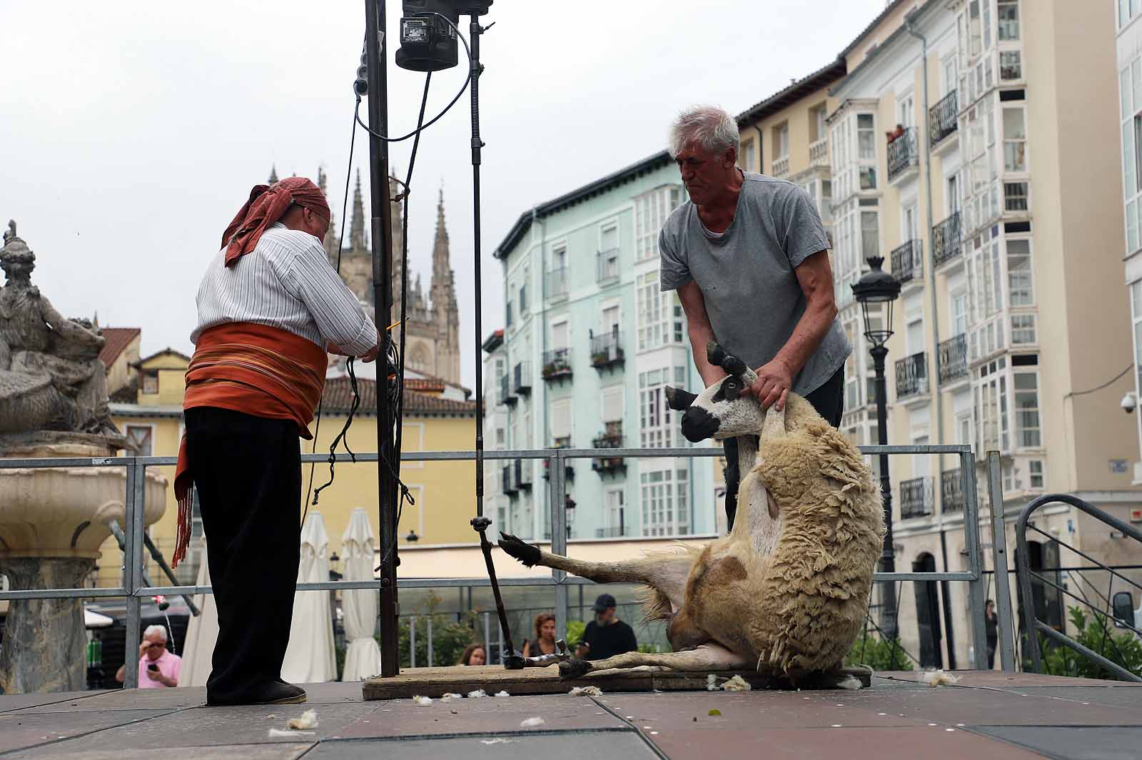 La fiesta del esquileo en Burgos, en imágenes