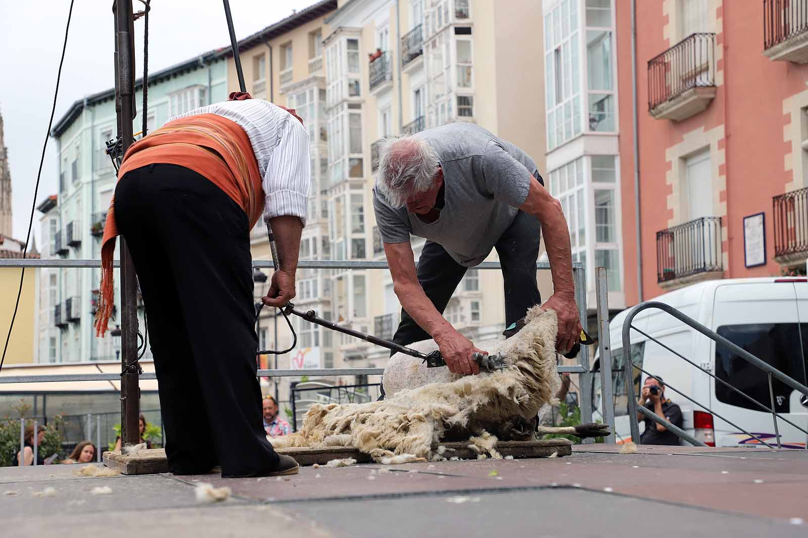 La fiesta del esquileo en Burgos, en imágenes