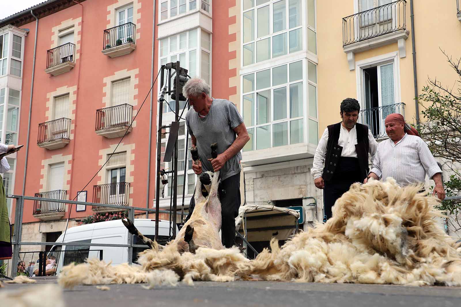 La fiesta del esquileo en Burgos, en imágenes