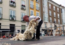 La fiesta del esquileo en Burgos, en imágenes