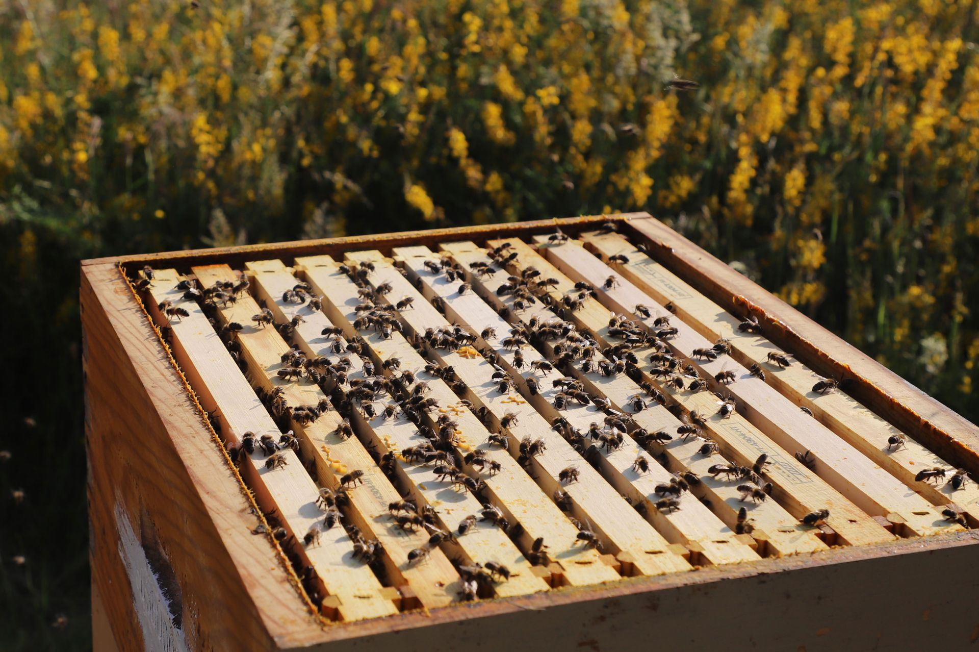 Entre vacas y abejas: así son los ganados de dos jóvenes en un pueblo de Burgos