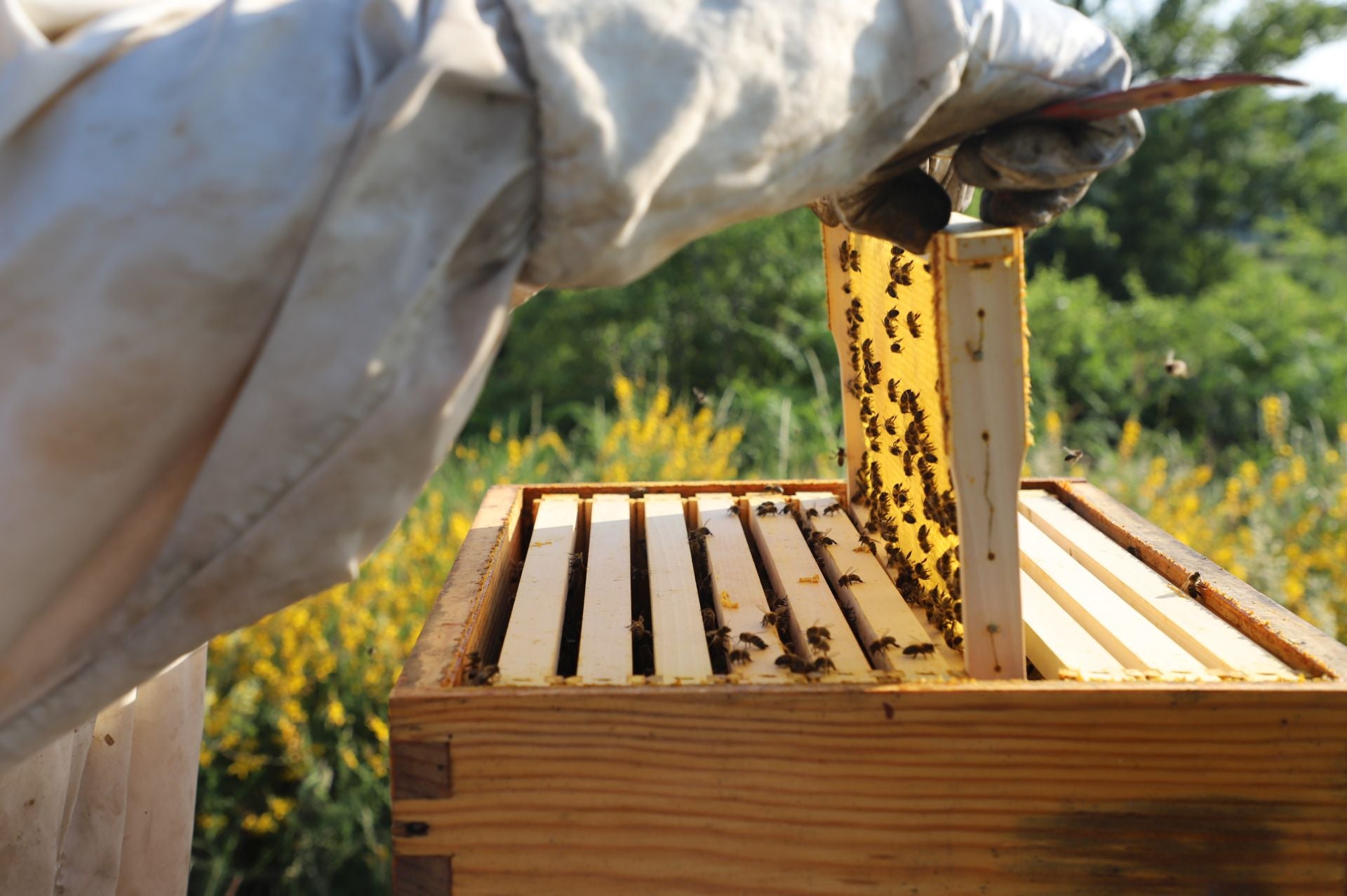 Entre vacas y abejas: así son los ganados de dos jóvenes en un pueblo de Burgos