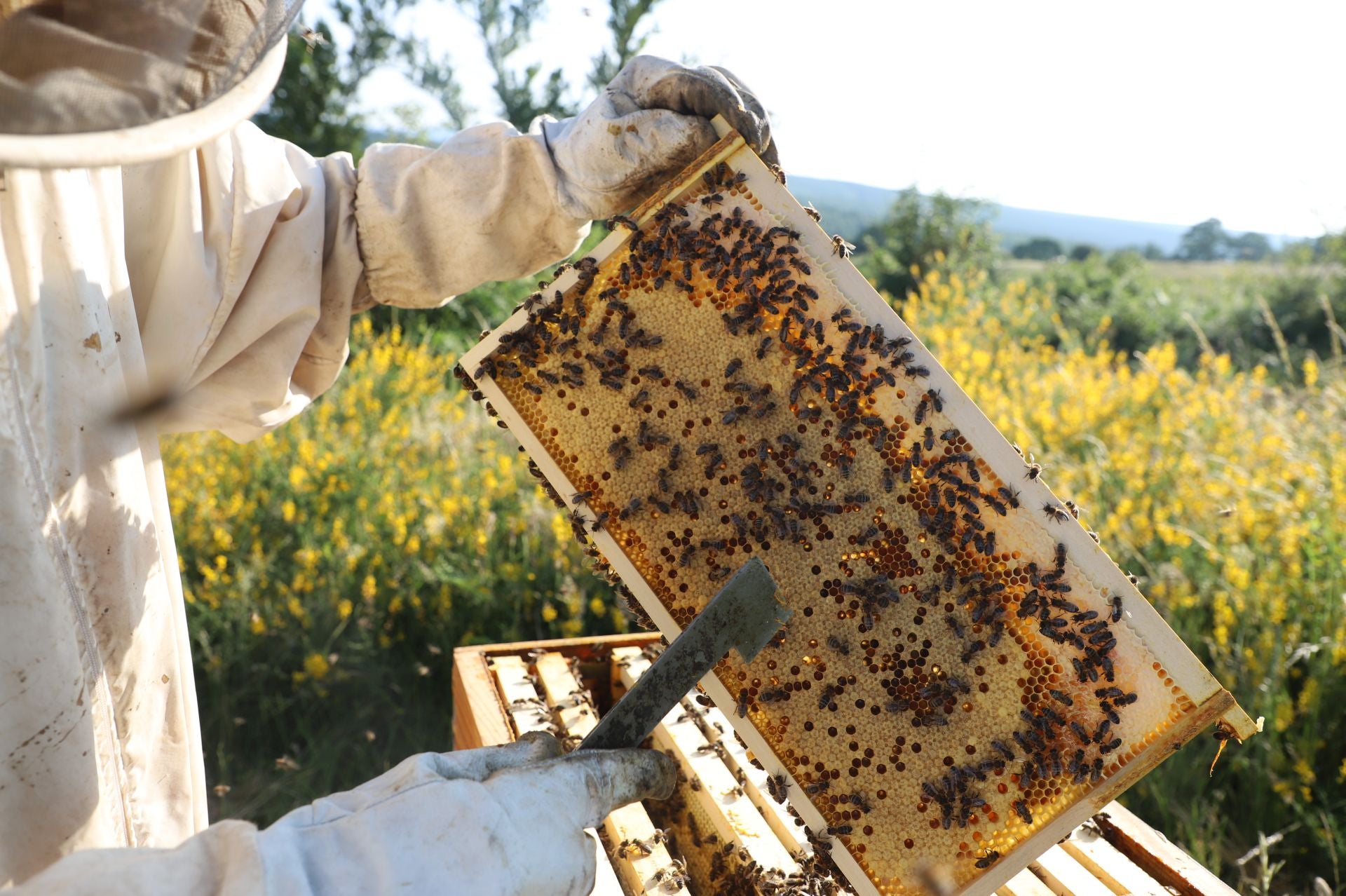 Entre vacas y abejas: así son los ganados de dos jóvenes en un pueblo de Burgos