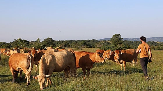 Entre vacas y abejas: así son los ganados de dos jóvenes en un pueblo de Burgos