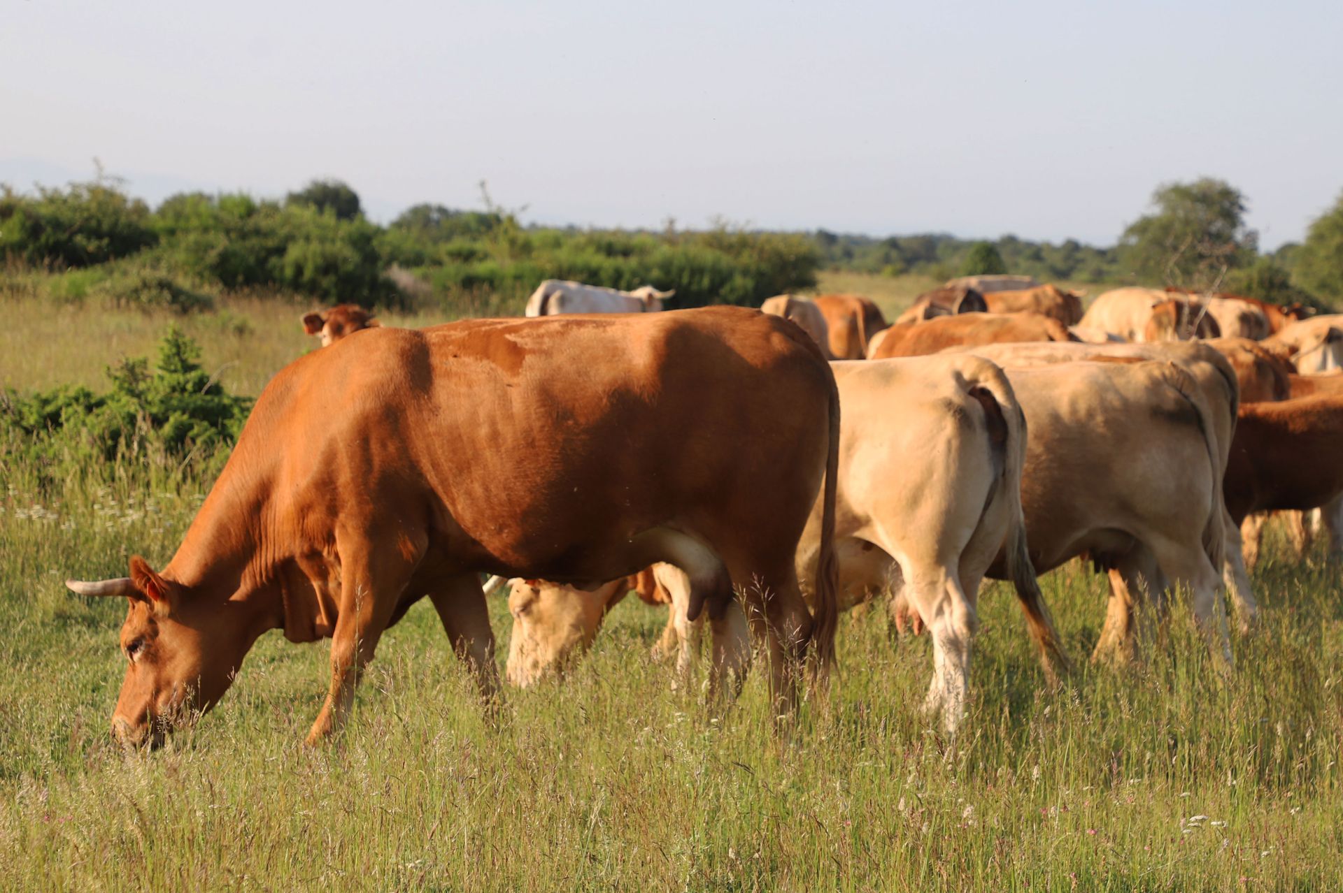 Entre vacas y abejas: así son los ganados de dos jóvenes en un pueblo de Burgos