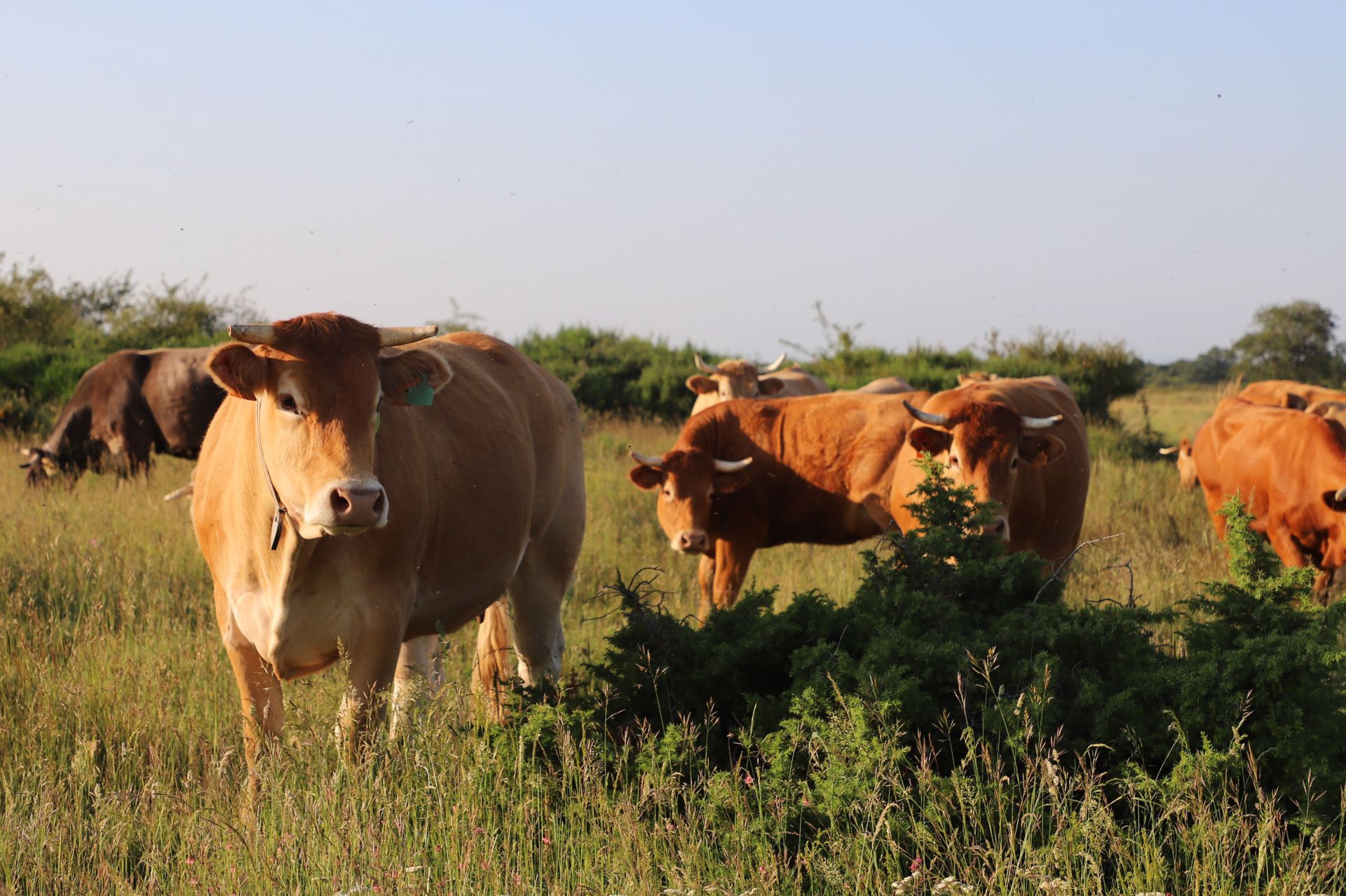 Entre vacas y abejas: así son los ganados de dos jóvenes en un pueblo de Burgos