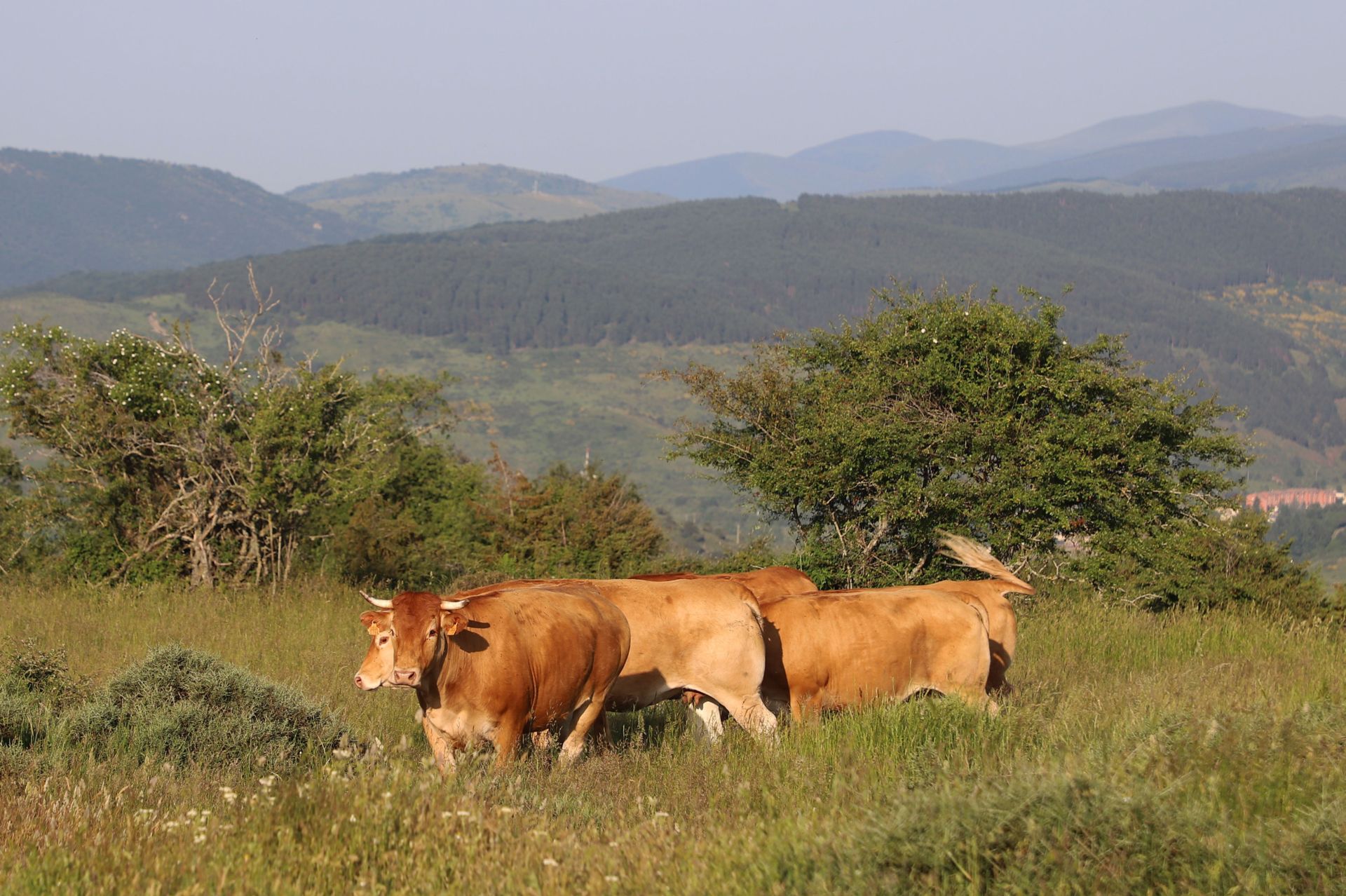 Entre vacas y abejas: así son los ganados de dos jóvenes en un pueblo de Burgos