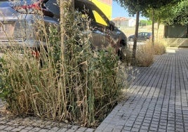 Las hierbas en algunas aceras superan el metro de altitud.