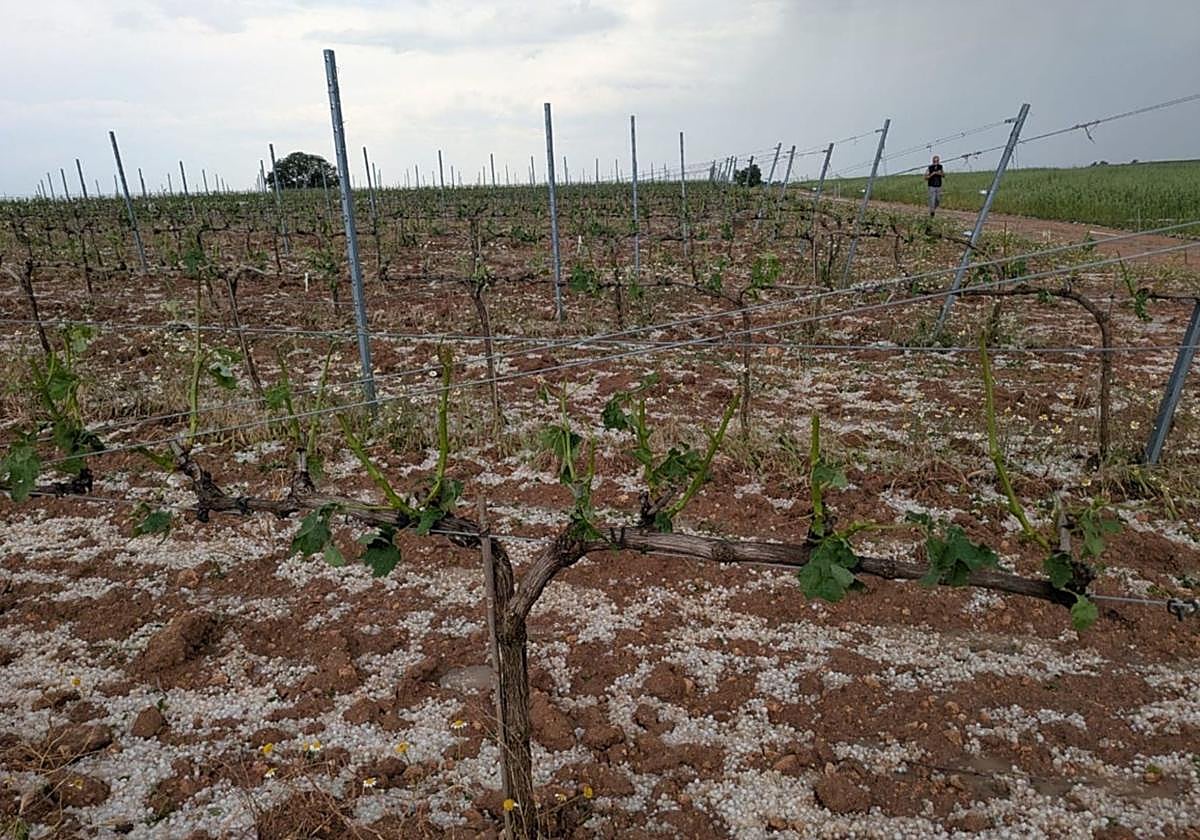 Viñedo afectado por el granizo en una parcela situada en la Ribera del Duero.