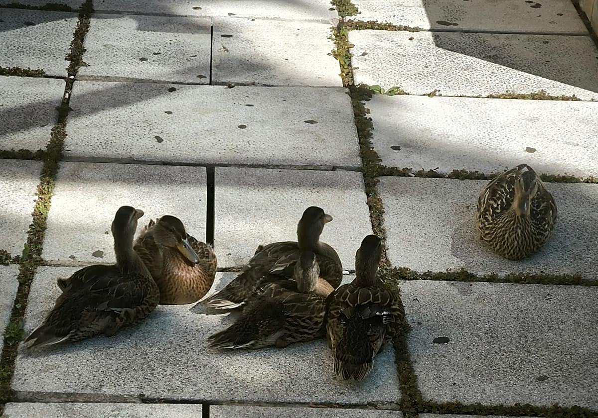Familia de patos en el centro cívico de San Agustín.
