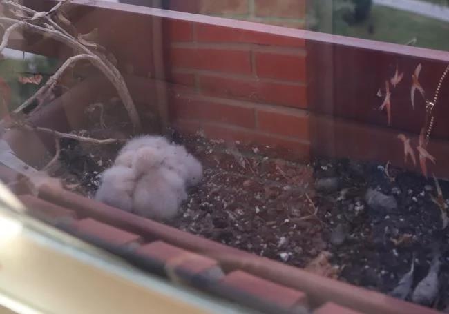 La curiosa historia de dos cernícalos que crían a sus pollos en una ventana de Burgos