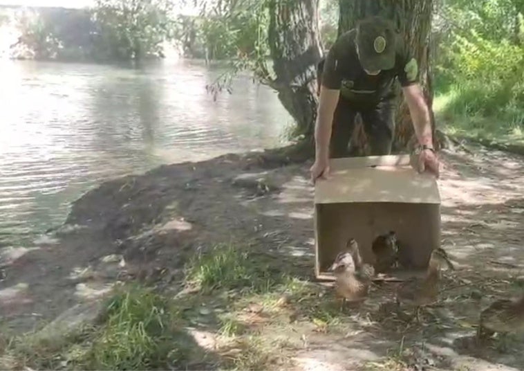 La familia de patos es devuelta al río