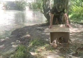 La familia de patos es devuelta al río
