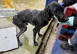 Uno de los perros rescatados por la Guardia Civil.