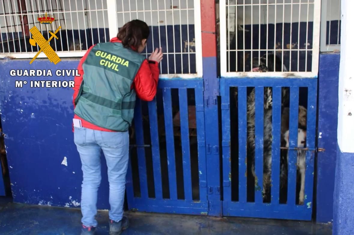 El rescate de 23 perros maltratados, en imágenes