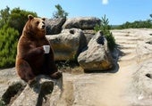 El supuesto avistamiento de un oso que ha mantenido en vilo a los vecinos de un pueblo de Burgos