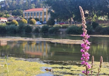 Investigan un vertido contaminante en el río Bayas tras la aparición de peces muertos