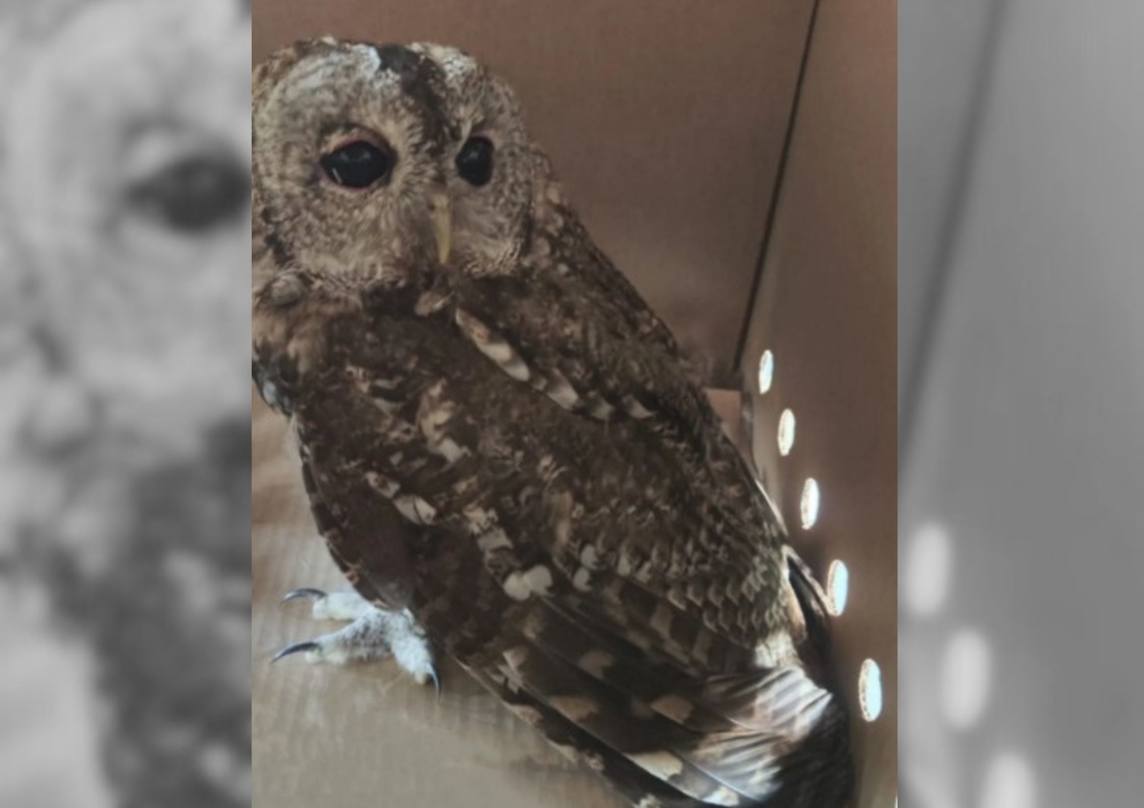 Estado en el que quedó el búho tras chocarse contra el camión.