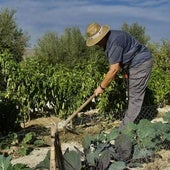 Imagen de archivo de una trabajadora agrícola.