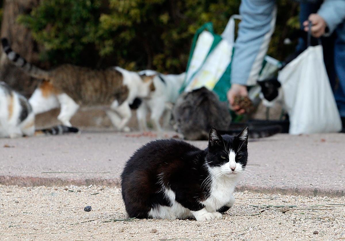Imagen de una colonia felina mientras un hombre les lleva alimento.
