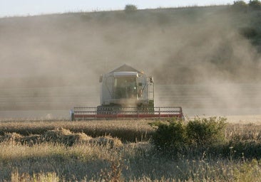 La cosecha de Burgos, en apuros: la falta de maquinaria frena la campaña de cereal