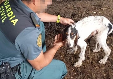 Ante el juez por abandonar a cinco perros entre sus excrementos en Burgos