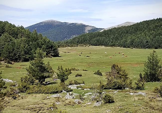 Un pastizal en un bosque de Tierra de Pinares con ganado pastando.