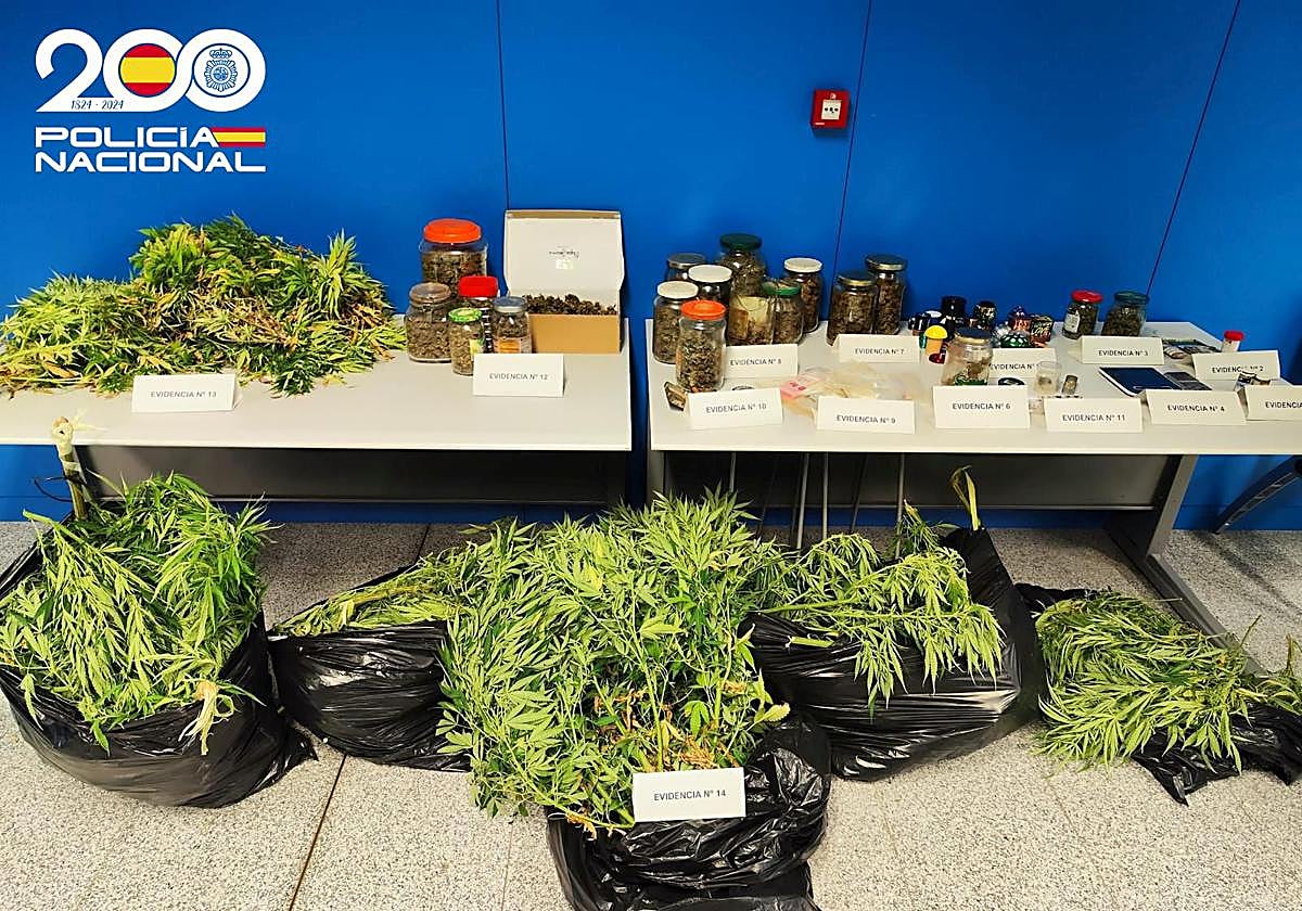 La Policía Intervino varias plantas de marihuana en la vivienda.