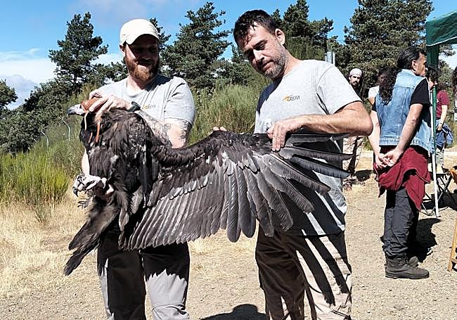 Dos miembros de GREFA sostienen a un buitre negro con GPS.