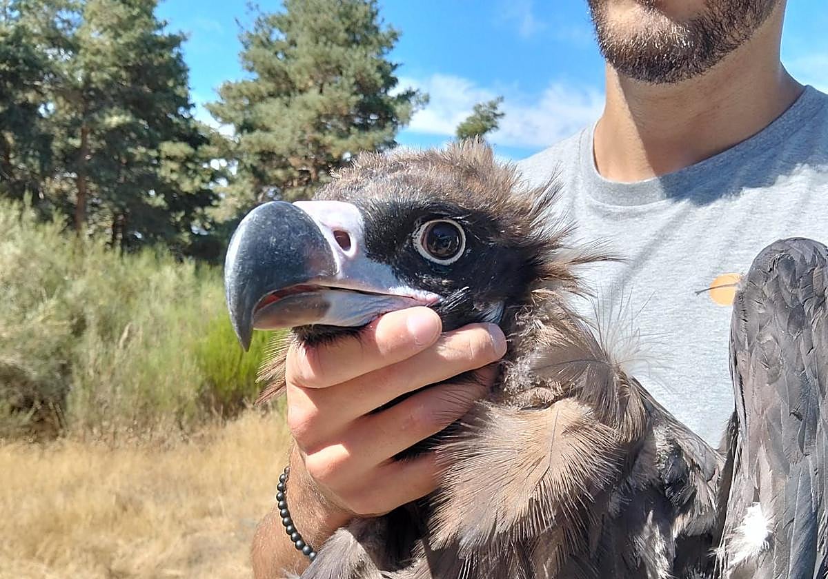 Primer plano de un buitre negro tras su marcaje con GPS