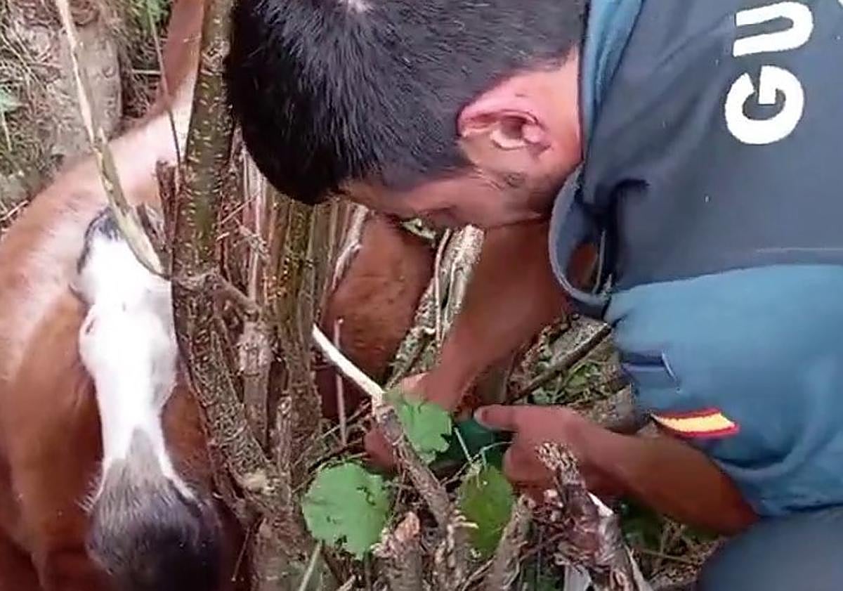 Imagen principal - Potro rescatado en el norte de la provincia de Burgos.