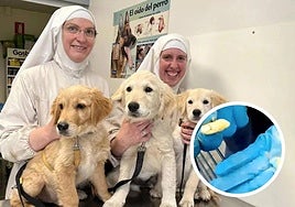 Imagen de archivo de las monjas cismáticas con tres cachorros. En detalle las galletas supuestamente envenenadas en Arriondas.