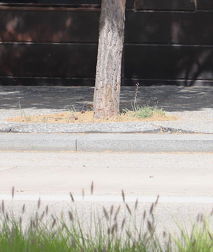 Imagen secundaria 2 - Estado de las aceras del Bulevar levantadas por las raíces de los árboles. 