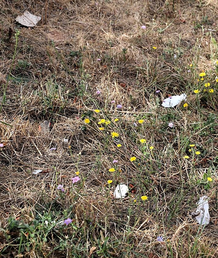 Imagen secundaria 2 - Parcela del barrio de El Crucero que causa molestias a los vecinos al ser usada de aparcamiento irregular.