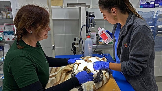 Los molinos eólicos matan 27 aves al mes en Burgos