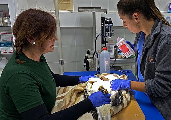Cura de un águila calzada en el CRAS de Burgos.