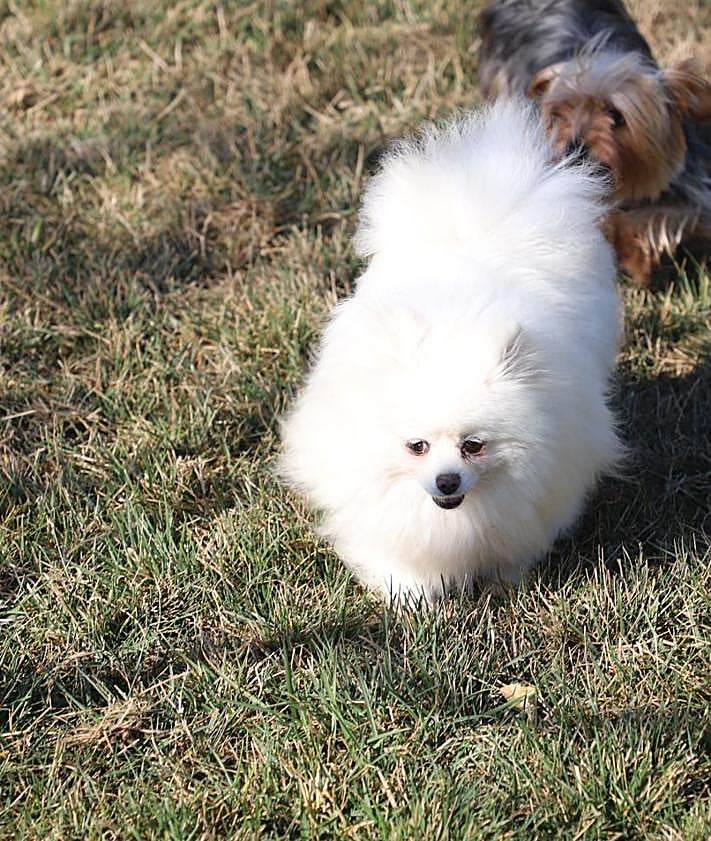 Imagen secundaria 2 - Imágenes de perros de las razas que han sido sustraídas.